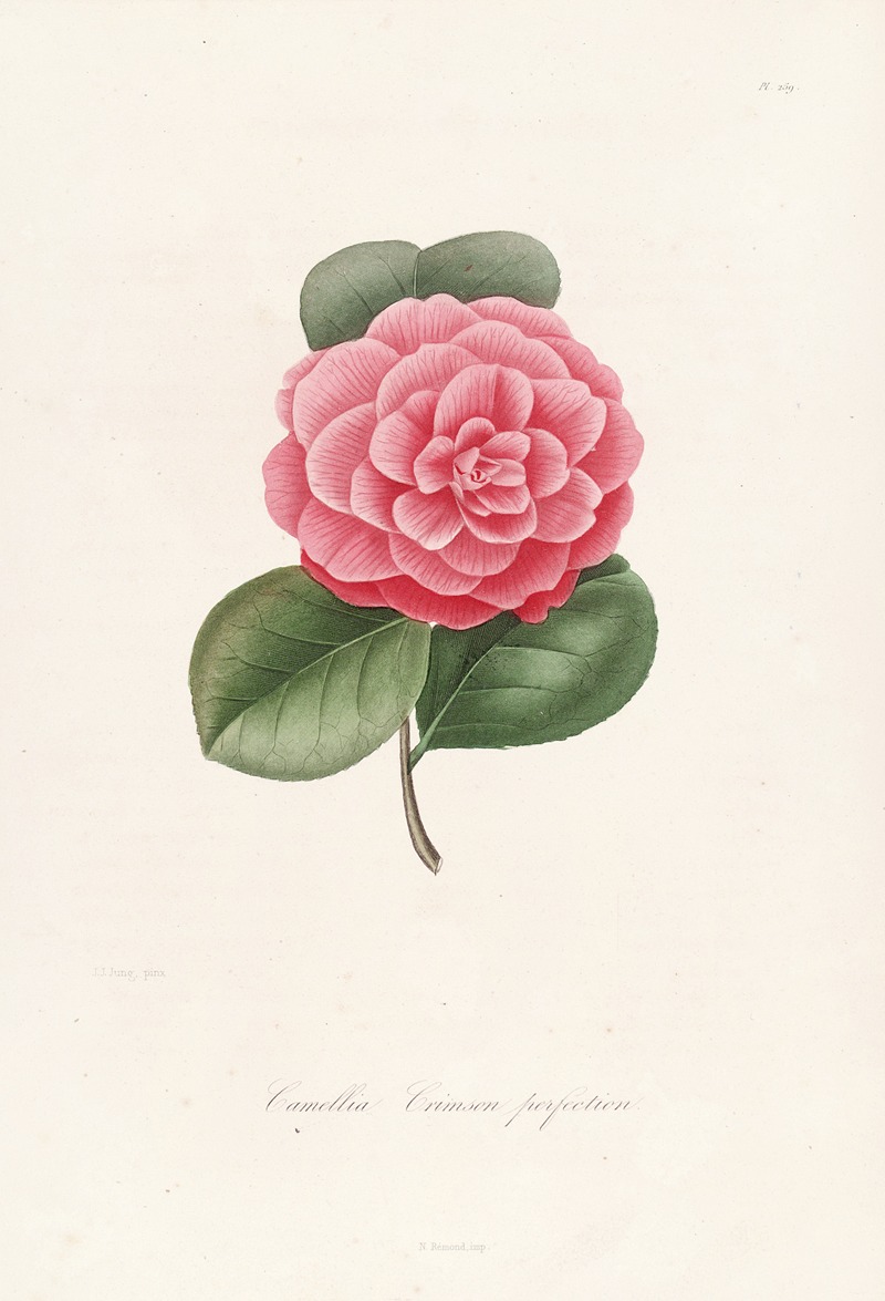 Iconographie du genre Camellia Pl.059 — Lorenzo Berlèse