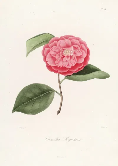 Iconographie du genre Camellia Pl.061 by Lorenzo Berlèse, 1841-1843 — digital art print download