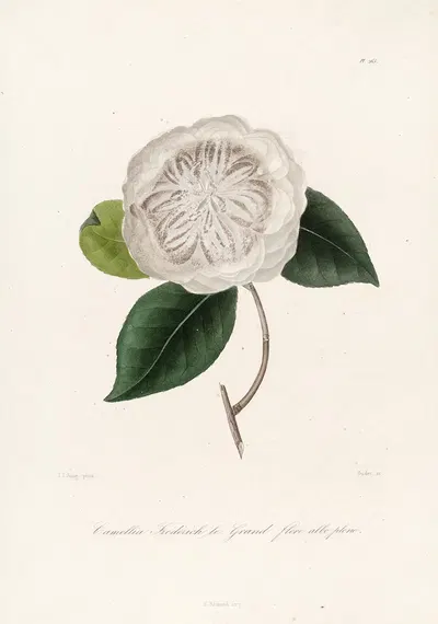 Iconographie du genre Camellia Pl.065 by Lorenzo Berlèse, 1841-1843 — digital art print download