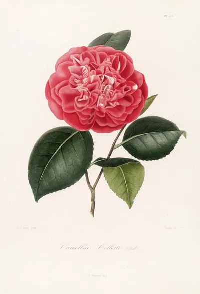 Iconographie du genre Camellia Pl.075 by Lorenzo Berlèse, 1841-1843 — digital art print download