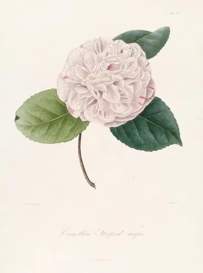 Iconographie du genre Camellia Pl.078 by Lorenzo Berlèse, 1841-1843 — digital art print download