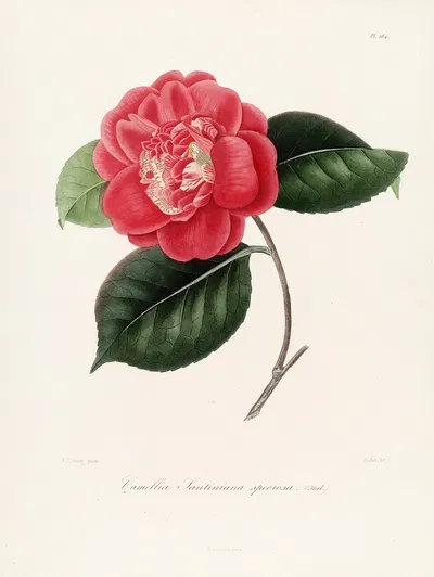 Iconographie du genre Camellia Pl.084 by Lorenzo Berlèse, 1841-1843 — digital art print download