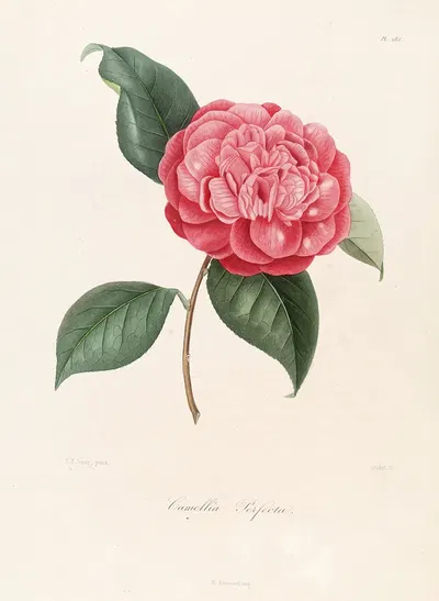 Iconographie du genre Camellia Pl.085 by Lorenzo Berlèse, 1841-1843 — digital art print download
