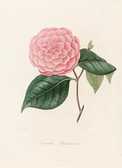 Iconographie du genre Camellia Pl.087 by Lorenzo Berlèse, 1841-1843 — digital art print download