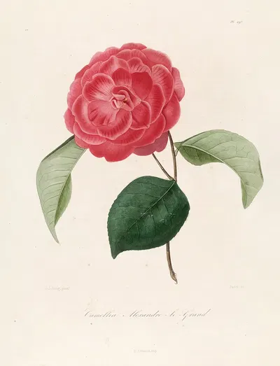 Iconographie du genre Camellia Pl.097 by Lorenzo Berlèse, 1841-1843 — digital art print download