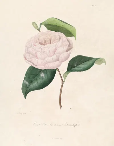 Iconographie du genre Camellia Pl.100 by Lorenzo Berlèse, 1841-1843 — digital art print download