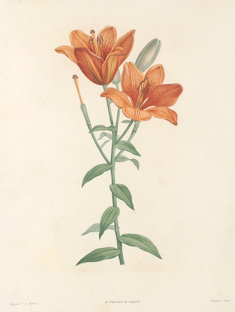 La botanique de J. J. Rousseau Pl 01 — Pierre-Joseph Redouté