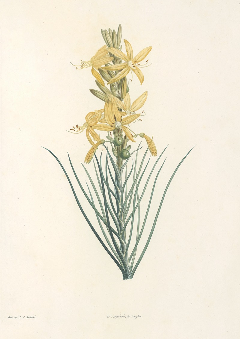 La botanique de J. J. Rousseau Pl 03 — Pierre-Joseph Redouté