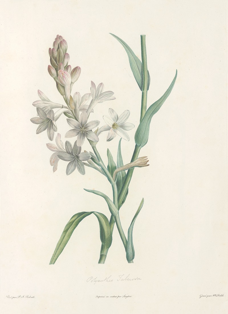 La botanique de J. J. Rousseau Pl 06 — Pierre-Joseph Redouté