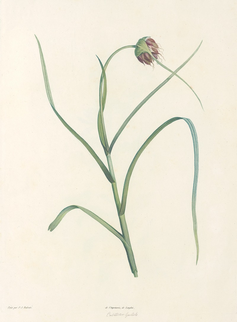 La botanique de J. J. Rousseau Pl 07 — Pierre-Joseph Redouté