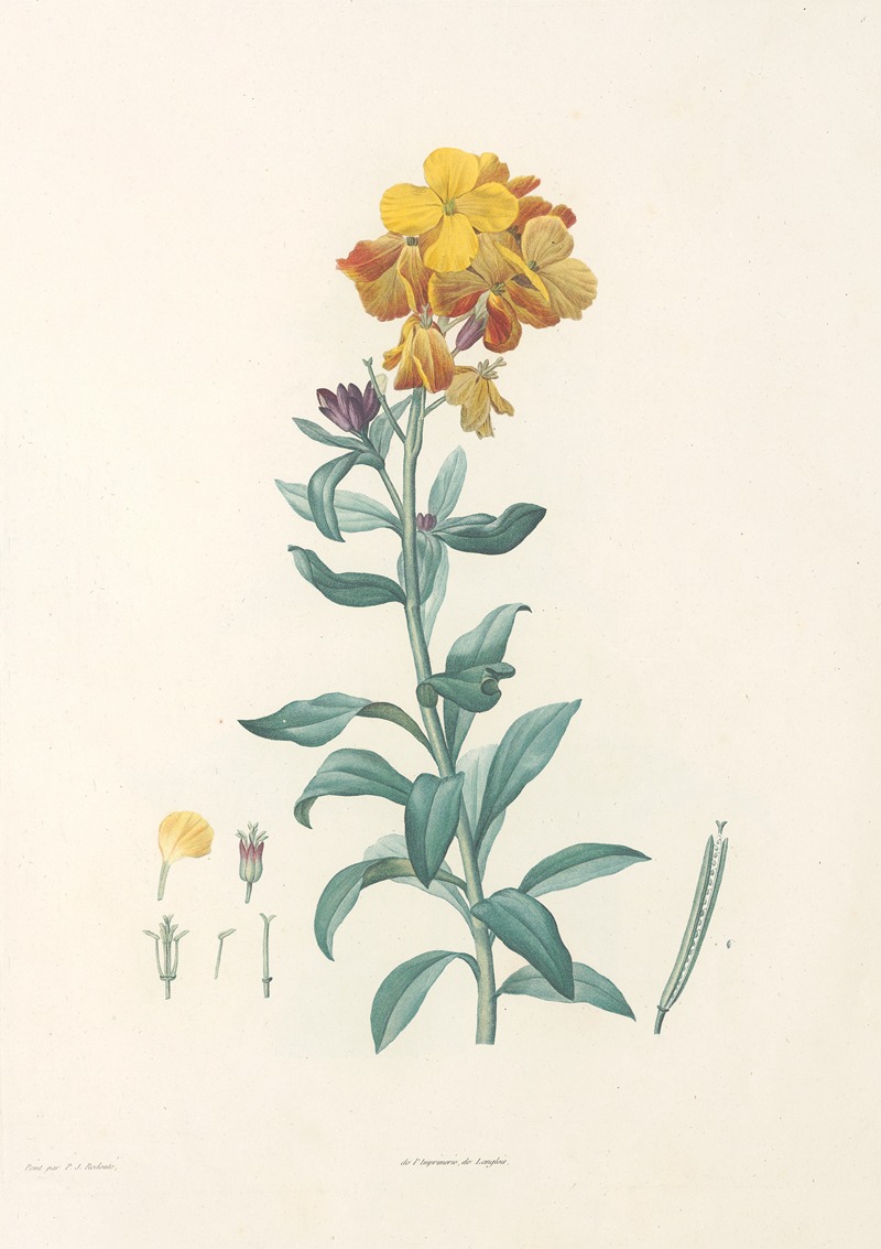 La botanique de J. J. Rousseau Pl 08 — Pierre-Joseph Redouté