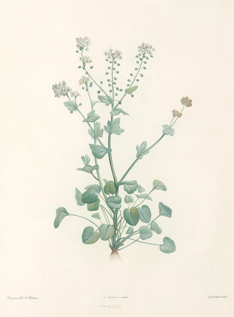 La botanique de J. J. Rousseau Pl 10 — Pierre-Joseph Redouté