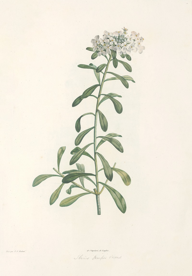La botanique de J. J. Rousseau Pl 11 — Pierre-Joseph Redouté