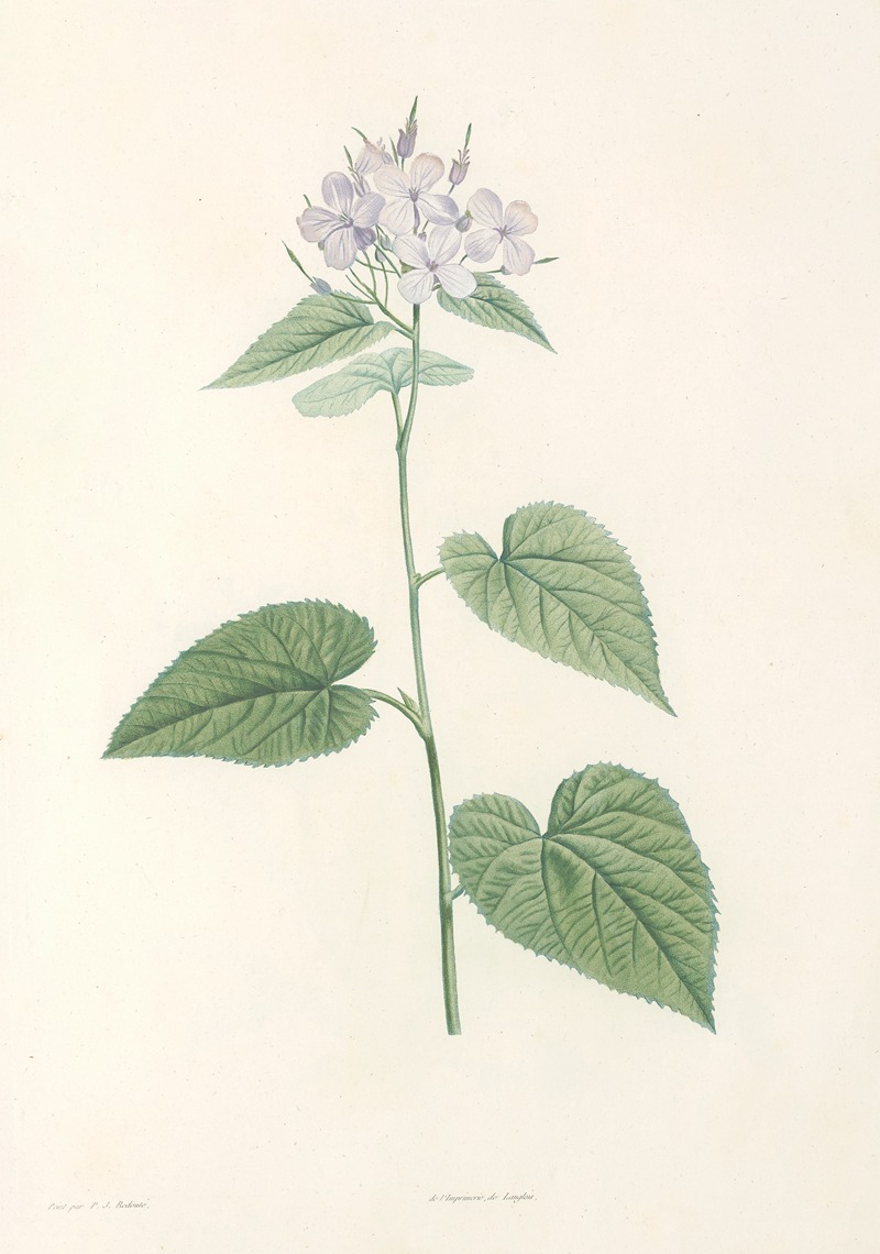 La botanique de J. J. Rousseau Pl 12 — Pierre-Joseph Redouté
