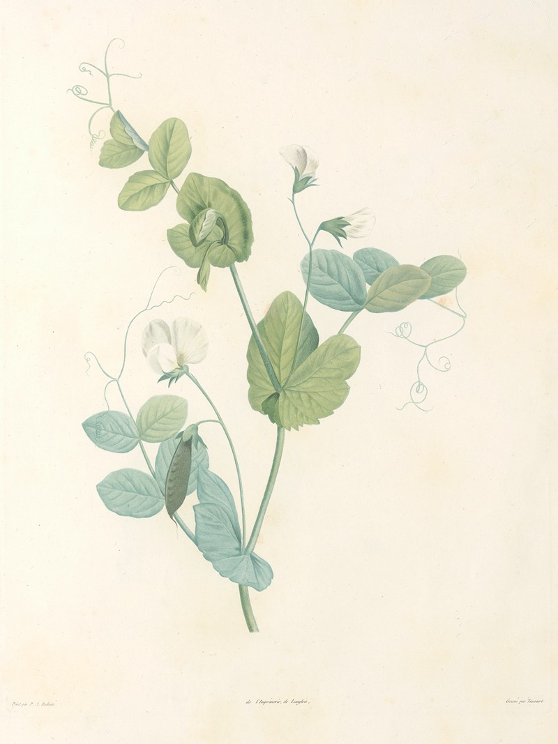 La botanique de J. J. Rousseau Pl 14 — Pierre-Joseph Redouté