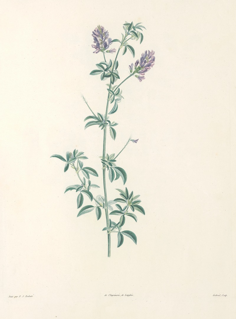 La botanique de J. J. Rousseau Pl 17 — Pierre-Joseph Redouté