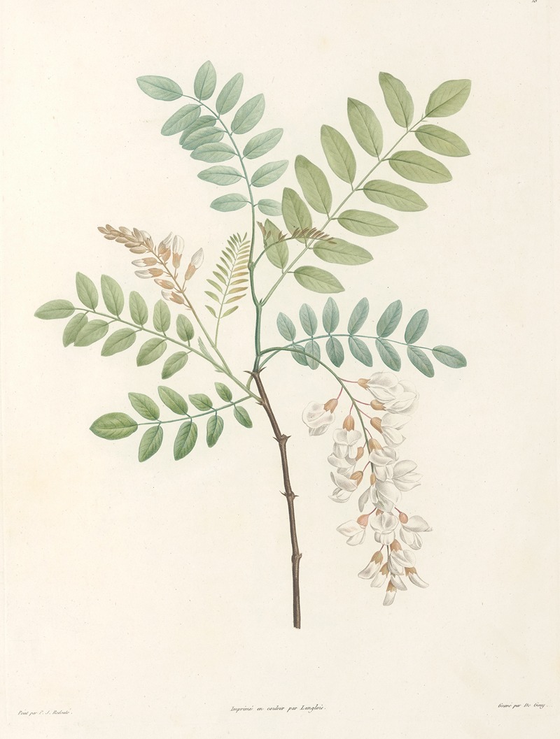 La botanique de J. J. Rousseau Pl 18 — Pierre-Joseph Redouté