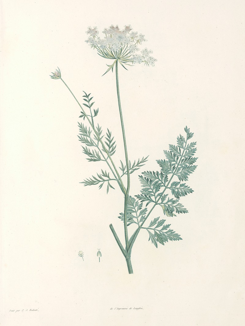 La botanique de J. J. Rousseau Pl 28 — Pierre-Joseph Redouté