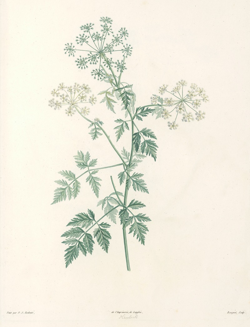 La botanique de J. J. Rousseau Pl 29 — Pierre-Joseph Redouté