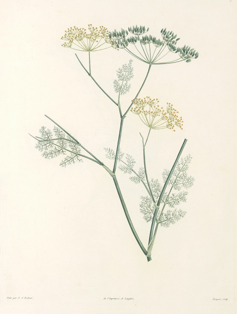 La botanique de J. J. Rousseau Pl 30 — Pierre-Joseph Redouté