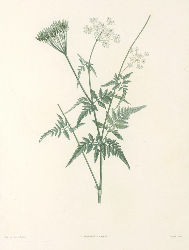 La botanique de J. J. Rousseau Pl 31 — Pierre-Joseph Redouté