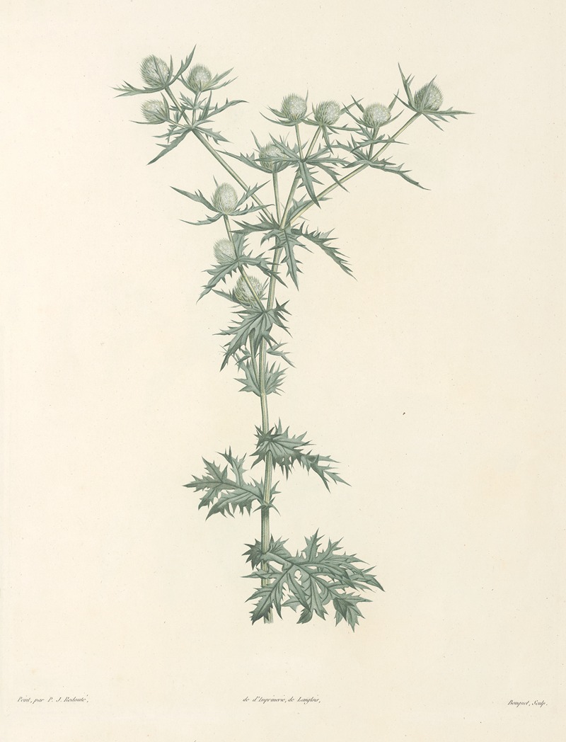 La botanique de J. J. Rousseau Pl 32 — Pierre-Joseph Redouté