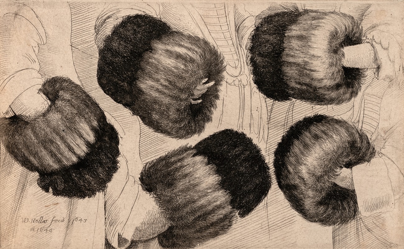 A Muff in Five Views by Венцеслав Голлар — digital art print download