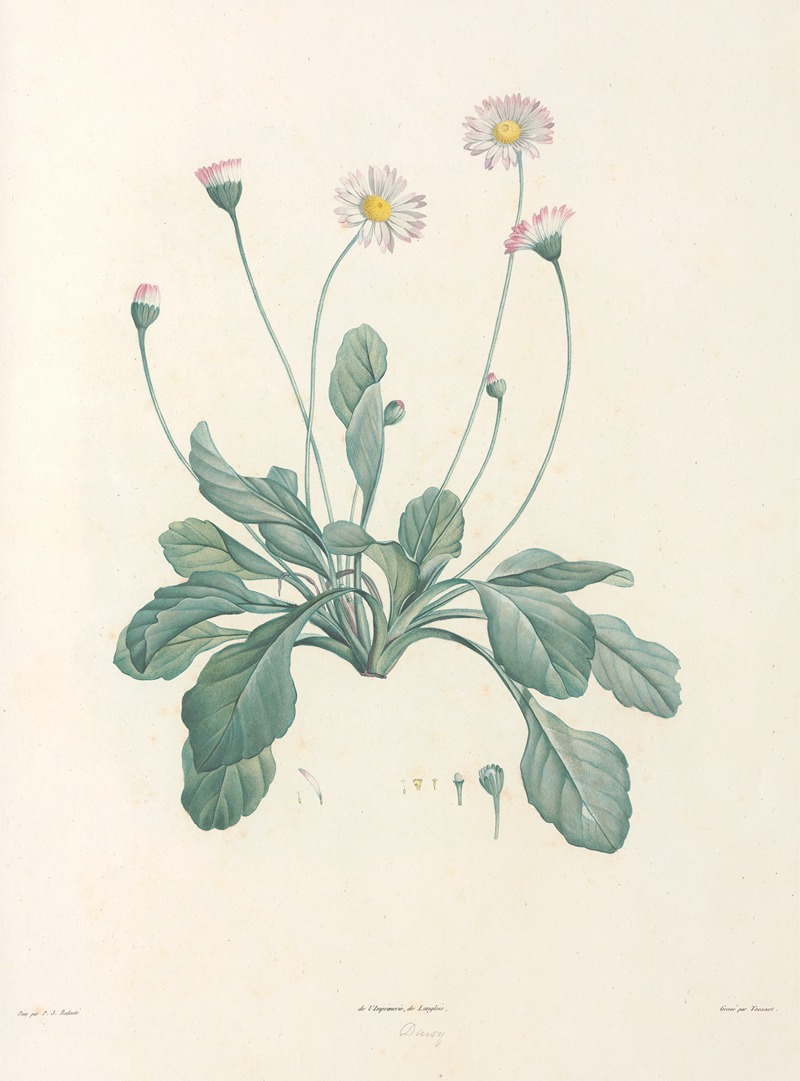 La botanique de J. J. Rousseau Pl 34 — Pierre-Joseph Redouté