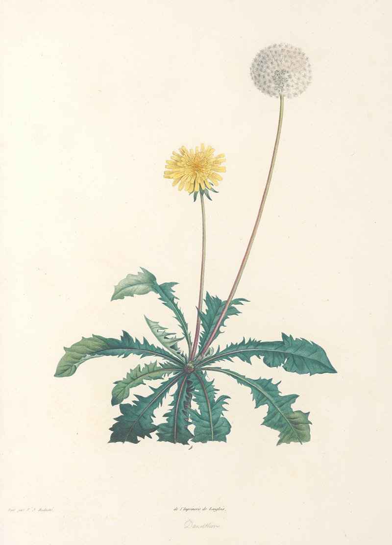 La botanique de J. J. Rousseau Pl 35 — Pierre-Joseph Redouté