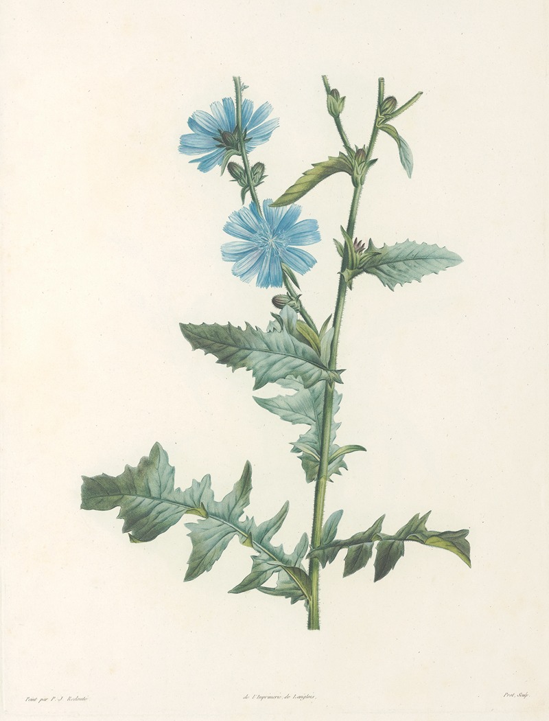 La botanique de J. J. Rousseau Pl 36 — Pierre-Joseph Redouté