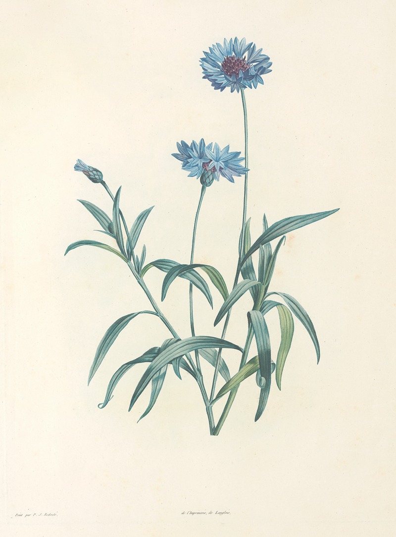 La botanique de J. J. Rousseau Pl 37 — Pierre-Joseph Redouté