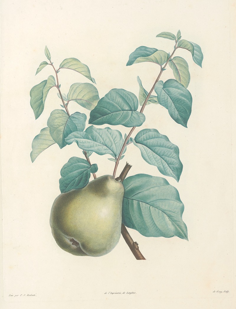 La botanique de J. J. Rousseau Pl 41 — Pierre-Joseph Redouté