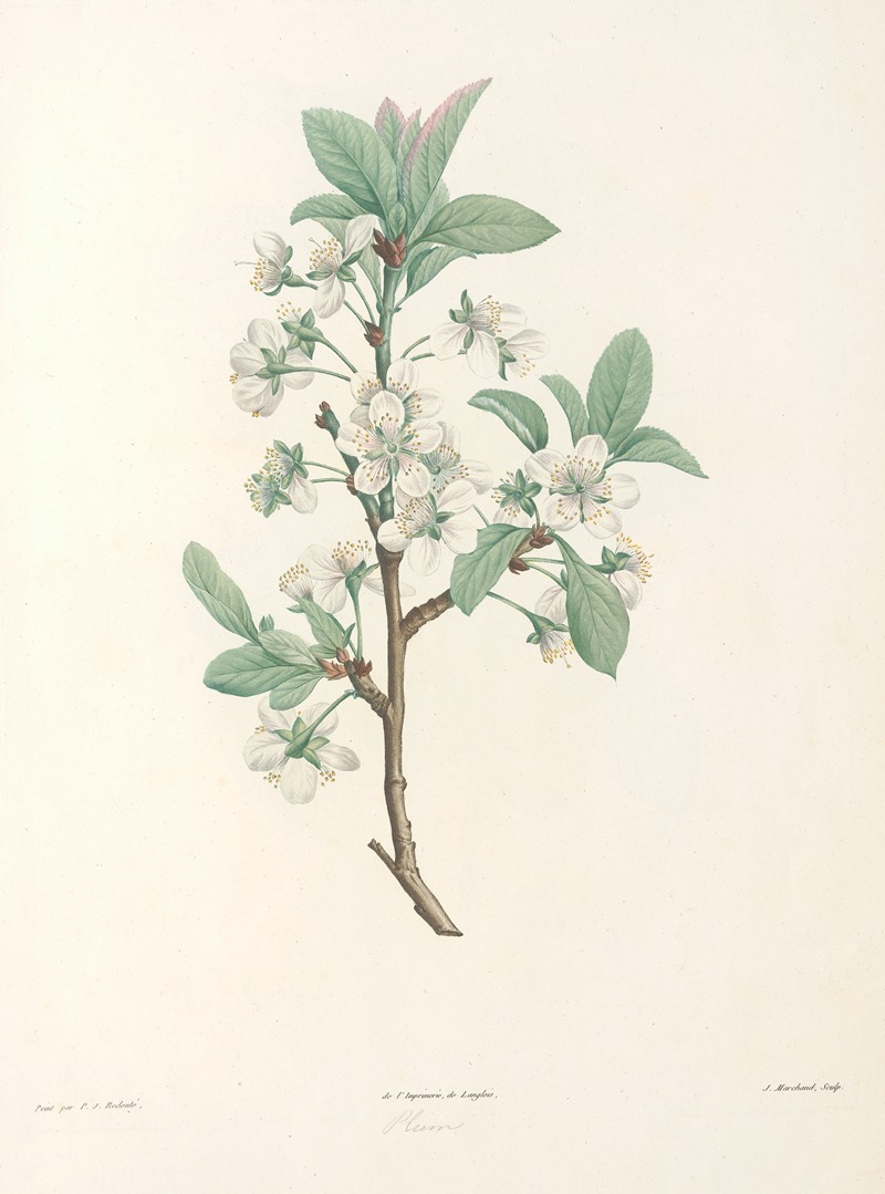 La botanique de J. J. Rousseau Pl 43 — Pierre-Joseph Redouté
