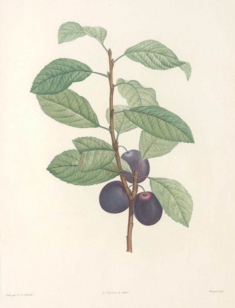 La botanique de J. J. Rousseau Pl 44 — Pierre-Joseph Redouté