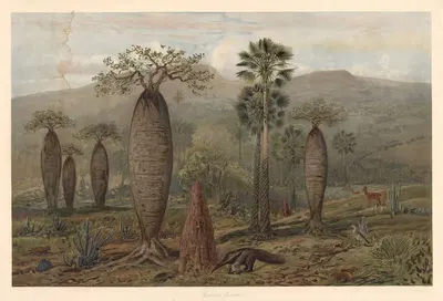 Brazilian mountain landscape by August Specht, 1920 — digital art print download