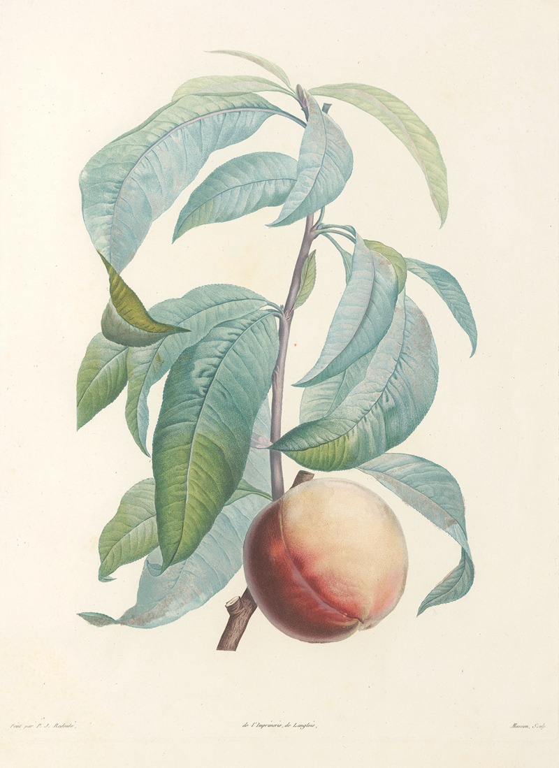 La botanique de J. J. Rousseau Pl 46 — Pierre-Joseph Redouté