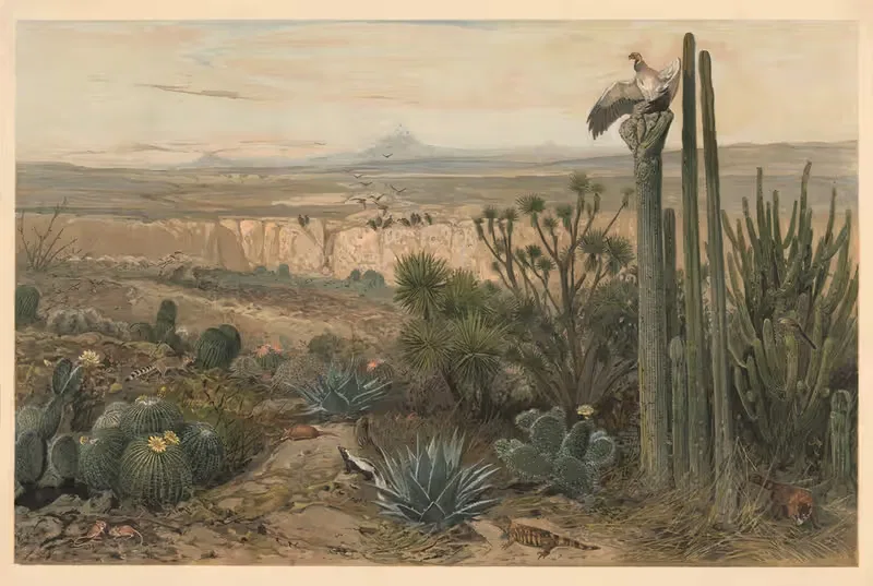 From the highlands of Mexico — August Specht