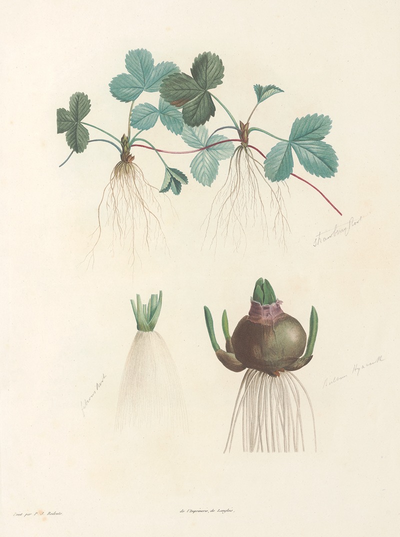 La botanique de J. J. Rousseau Pl 47 — Pierre-Joseph Redouté