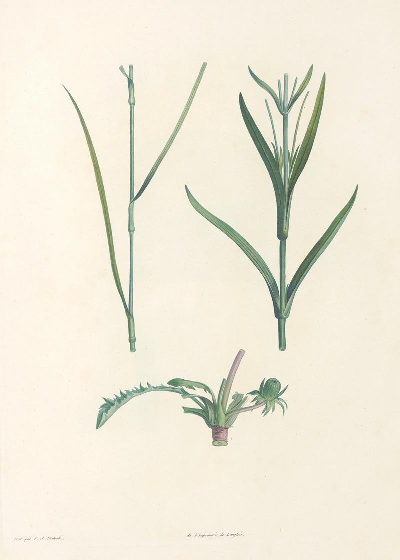 La botanique de J. J. Rousseau Pl 49 — Pierre-Joseph Redouté