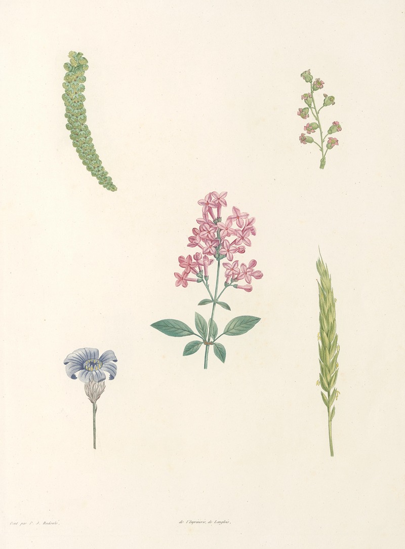 La botanique de J. J. Rousseau Pl 54 — Pierre-Joseph Redouté