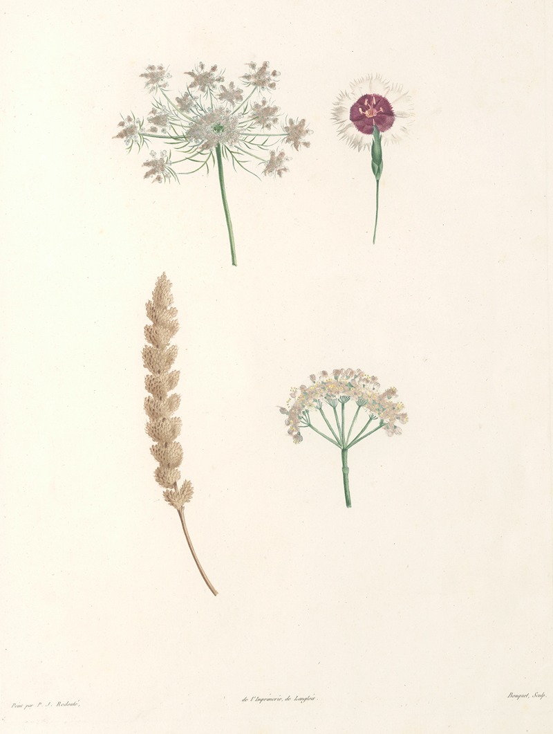 La botanique de J. J. Rousseau Pl 55 — Pierre-Joseph Redouté