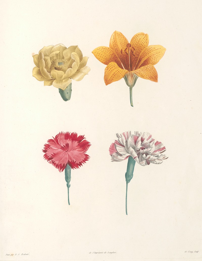 La botanique de J. J. Rousseau Pl 57 — Pierre-Joseph Redouté