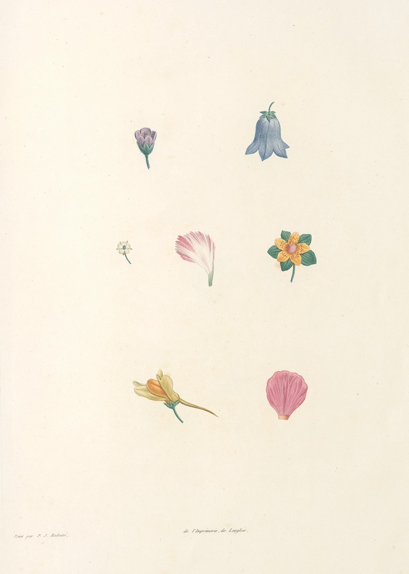 La botanique de J. J. Rousseau Pl 59 — Pierre-Joseph Redouté
