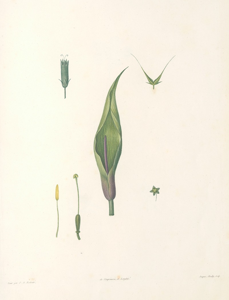 La botanique de J. J. Rousseau Pl 60 — Pierre-Joseph Redouté
