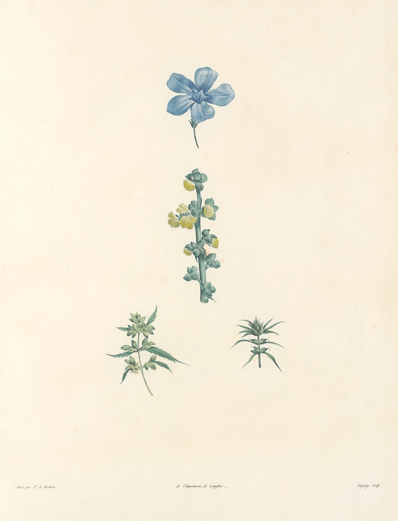 La botanique de J. J. Rousseau Pl 61 — Pierre-Joseph Redouté