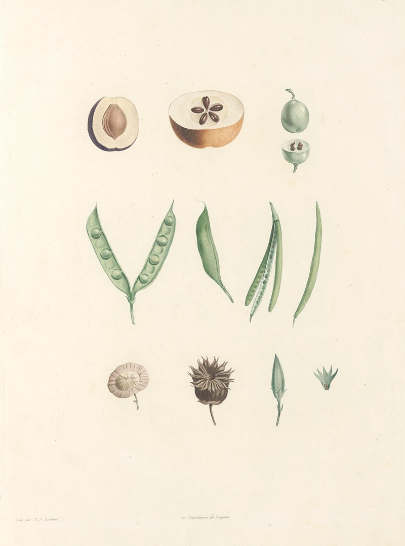 La botanique de J. J. Rousseau Pl 62 — Pierre-Joseph Redouté