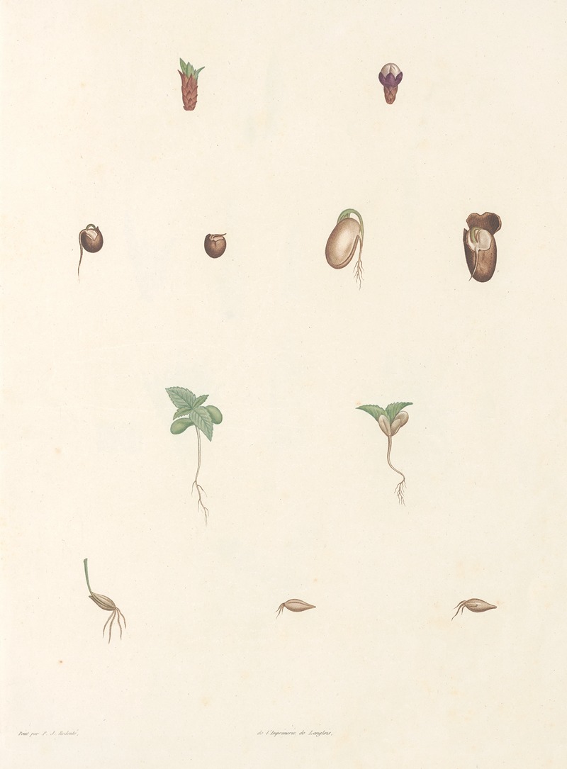 La botanique de J. J. Rousseau Pl 63 — Pierre-Joseph Redouté