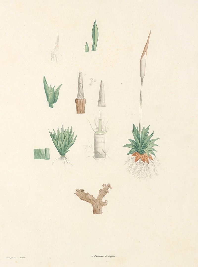 La botanique de J. J. Rousseau Pl 64 — Pierre-Joseph Redouté