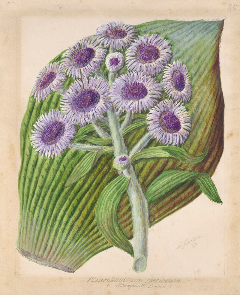 Antarctic daisy by Sarah Featon — digital art print download