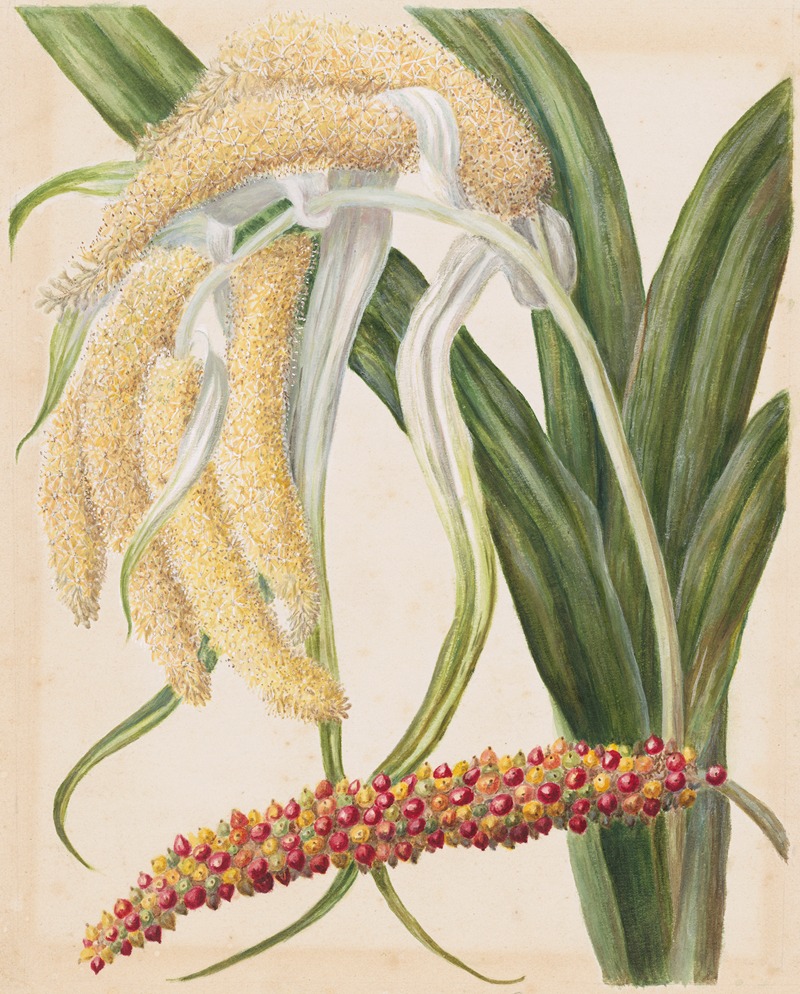 Astelia solandri. ( Kowharawhara) — Sarah Featon